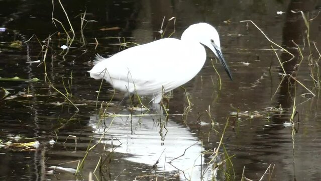 Little egret or Egretta garzetta fishing crayfish.