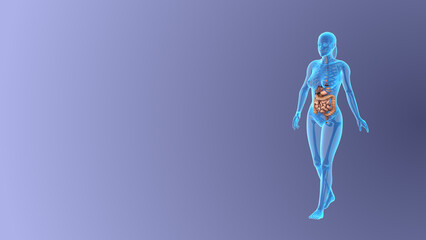 Anatomy of female digestive system