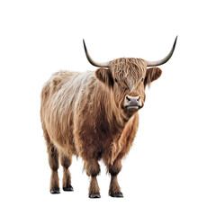 Scottish highland cow isolated, png, transparent background - obrazy, fototapety, plakaty