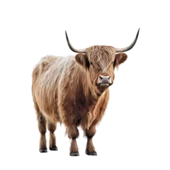 Foto op Canvas Scottish highland cow isolated, png, transparent background © © Raymond Orton
