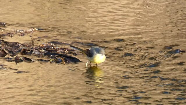 Lavandera Cascadena or gray wagtail, Motacilla cinerea, looking for food in the current of a river.