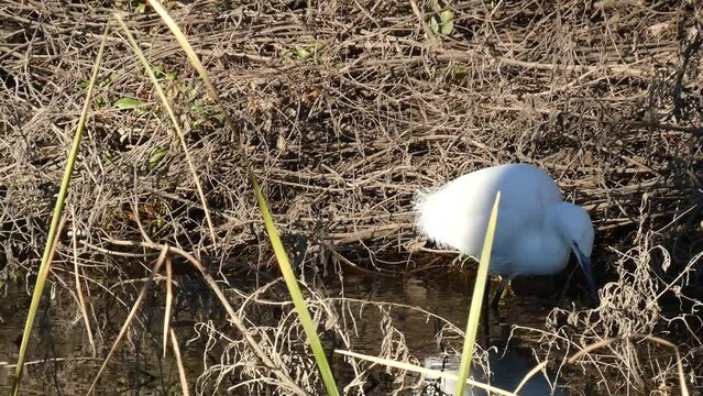 Little egret or Egretta garzetta fishing crayfish.