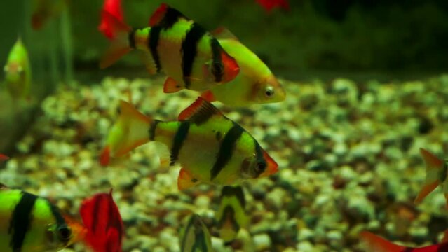 bright exotic fish swim in the aquarium.