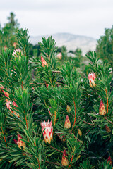 Proteas in field