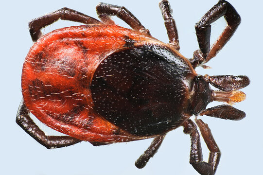 Castor bean tick, Ixodes ricinus, dangerous transmitter of both bacterial and viral pathogens such as Lyme disease and tick-borne encephalitis, microscope image