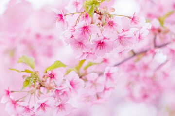 Naklejka premium ピンク色が綺麗な満開の桜の花