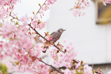 ピンク色が綺麗な満開の桜の花