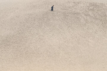 砂丘を歩く女性