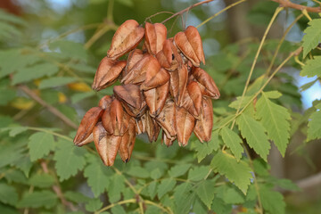 Fruchstand des Rispigen Blasenbaumes aus China, Koelreuteria paniculata, Seifenbaum