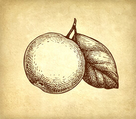 Apple with leaf ink sketch.