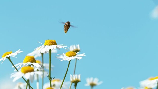 Flying bee gathering pollen from daisy flowers. Filmed on high speed cinema camera, 1000fps.