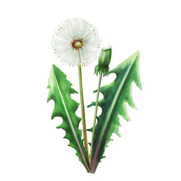 recommend clip art: Watercolor bouquet of dandelions flowers and green leaves. Hand painting clipart botanical meadow illustration on a white isolated background. For designers, decoration, postcards, wrapping paper