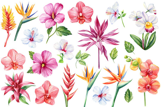 Exotic flowers. Orchid, heliconia, bromelia, hibiscus and strelitzia. Botanical painting, watercolor illustration flora