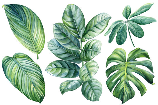 Palm leaves, watercolor botanical painting. Jungle illustrations, floral elements. monstera leaf. Tropical leaves set