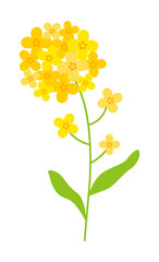 Illustration of yellow rapeseed flowers blooming in spring.