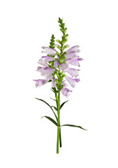 Fototapeta na wymiar Purple flowers of physostegia virginiana in a small bouquet isolated on white or transparent background