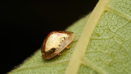 Golden bug perched on a green leaf