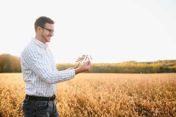 agronomist or farmer examining crop of soybeans field - obrazy, fototapety, plakaty