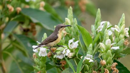 The purple sunbird (Cinnyris asiaticus)