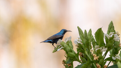 The purple sunbird (Cinnyris asiaticus)