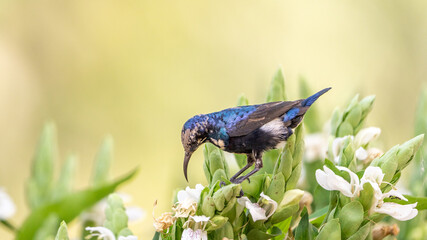 The purple sunbird (Cinnyris asiaticus)