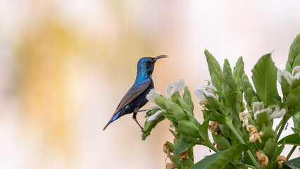 The purple sunbird (Cinnyris asiaticus)