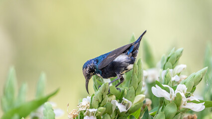 The purple sunbird (Cinnyris asiaticus)