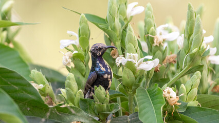 The purple sunbird (Cinnyris asiaticus)
