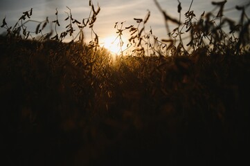 Mature soybean pods, back-lit by evening sun. Soy agriculture