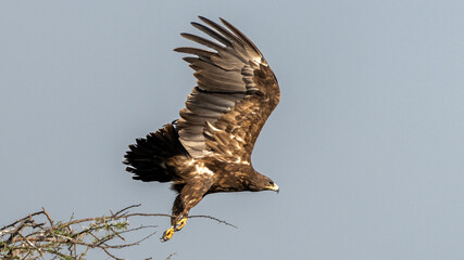 The greater spotted eagle (Clanga clanga)