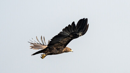 The greater spotted eagle (Clanga clanga)