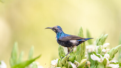 The purple sunbird (Cinnyris asiaticus)