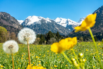 Beautiful flower meadow and snowcapped mountains. Oberstdorf, Bavaria, Alps, Allgau, Germany. - 578317460
