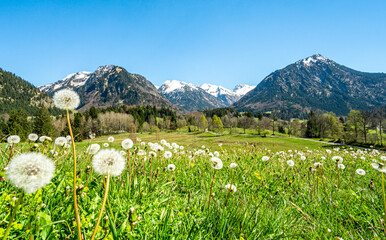 Beautiful flower meadow and snowcapped mountains. Oberstdorf, Bavaria, Alps, Allgau, Germany. - 578317654