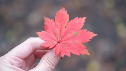 Maple
