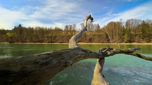SLOMO - Camera flies through the driftwood on the green Tyrolean Inn River