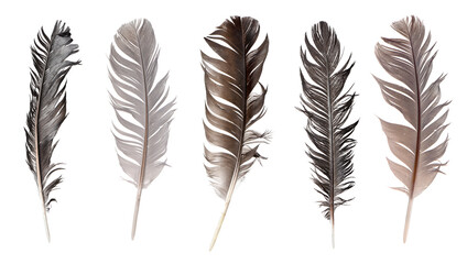 Collection of feathers isolated