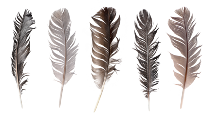 Collection of feathers isolated