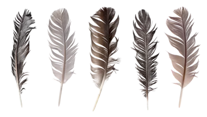 Fototapete Federn Collection of feathers isolated