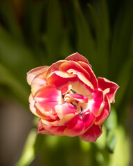 Fototapeta premium Rozwinięty czerwony tulipan papuzi