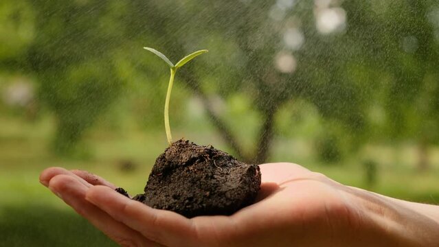 Spray drops green sprout plant seedling sprout hand holding plant watering seedling in hand growing sprout. Eco. Sapling in hand plant earth environment day earth garden green sapling growing nature