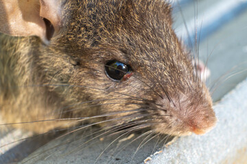 The black rat or Rattus rattus, also known as ship rat, roof rat, or house rat.