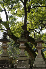 日本　香川県仲多度郡琴平町にある金刀比羅宮の境内にある木々