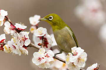 薄いピンク色の梅の花とメジロ