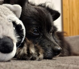 Close-Up of Face of a small sleepy black dog on a couch with a stuffed toy