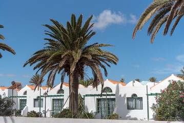 Fototapeta na wymiar Pequeñas casas blancas con ventanas de madera verde típicas de Fuerteventura rodeadas de palmeras en un día soleado. Arquitectura y recursos turísticos culturales de Canarias