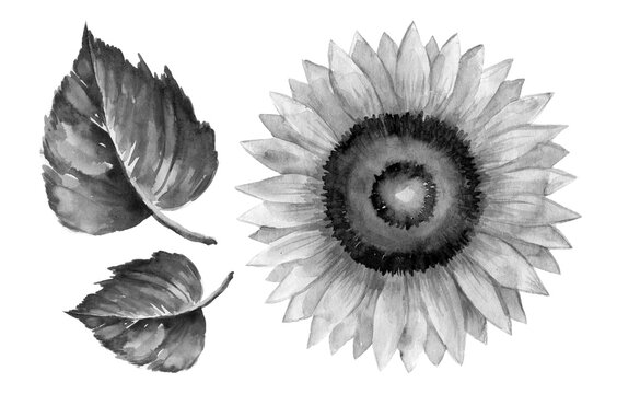 Sunflower isolated on white background, watercolor botanical illustration, hand drawing