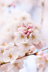 Fototapeta premium 桜花