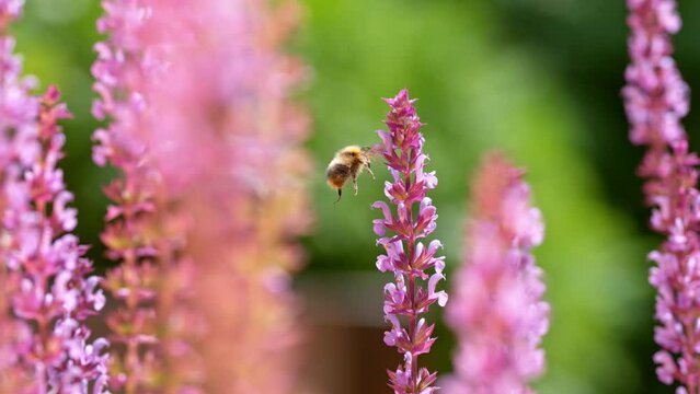 Flying bee gathering pollen from sage flowers. Filmed on high speed cinema camera, 1000fps.