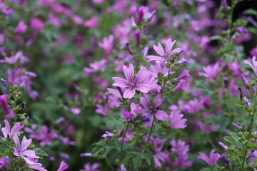 Mauve purple, common mallow flowers. Malva Sylvestris